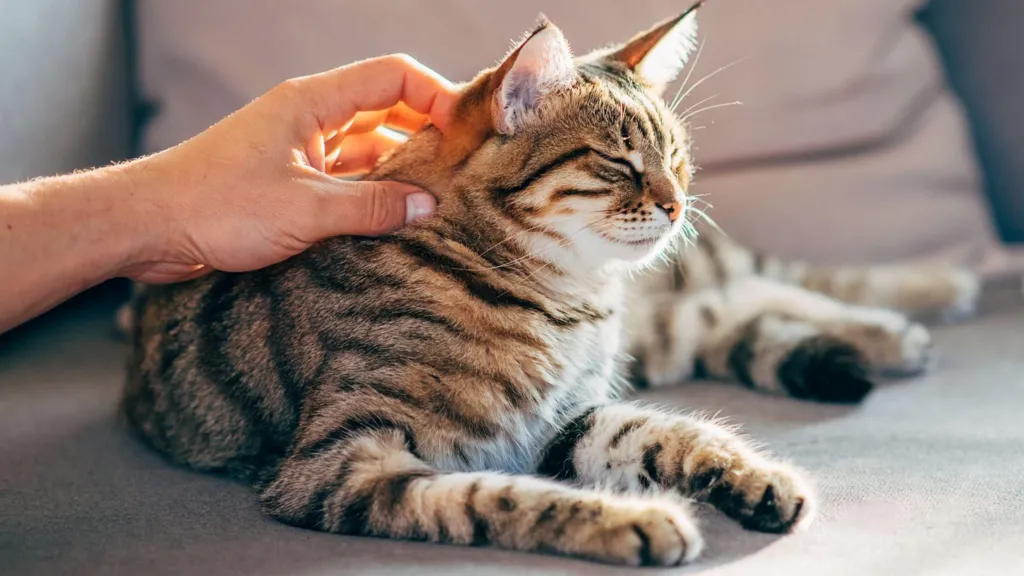 Cats distinguish owner's smell from stranger's, study finds